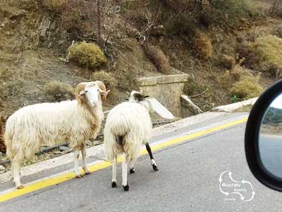 tijdens de route mag u oppassen dat u geen schapen raakt