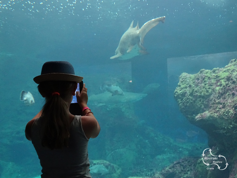 indrukkende momenten tijdens het voeren van de haaien in het aquarium op Kreta