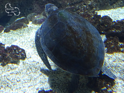 de reuze schildpad kareta kareta wordt goed verzorgd in het zee aquarium op Kreta