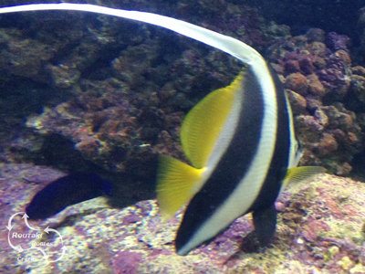 tropische vissen van dichtbij te zien in het CretAquarium in Gournes