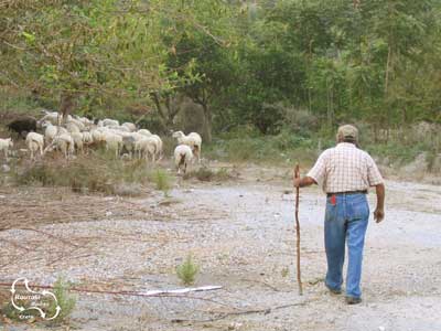 de herder waakt over zijn schapen ergens op Kreta