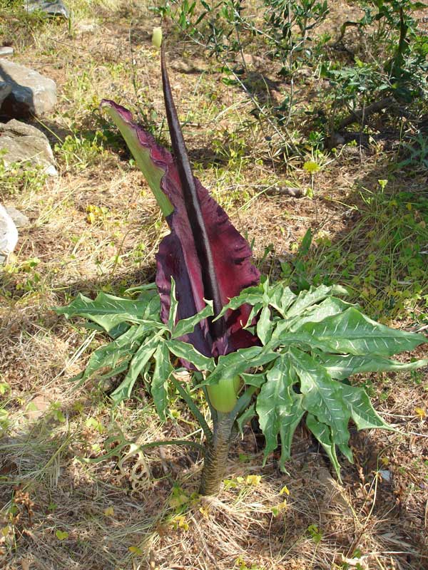 Dragon Arum in full