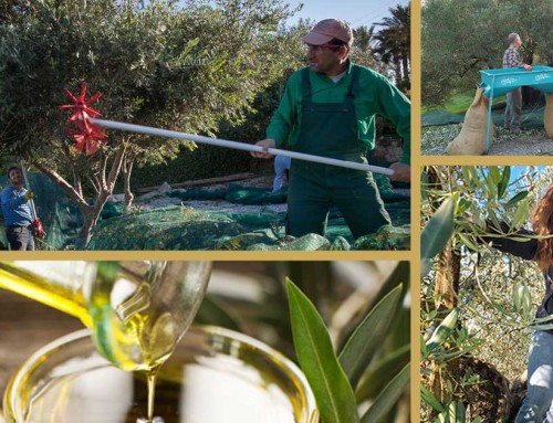 BLOG | November – the month of the olive harvest.
