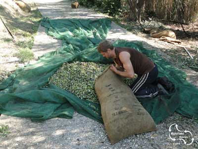 putting all the olives in big bags to bring them to the factory