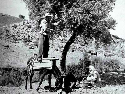 back in the days - hitting the olives out of the tree