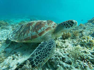 geweldige mooie schildpadden komen ook voor in Rethymno