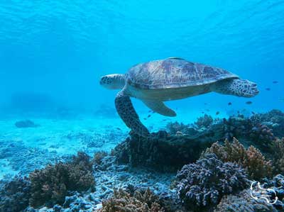 caretta-caretta-in-de-wateren-rondom-rethymnon caretta caretta schildpadden maken zo'n 350 nesten op het strand van Rethymno