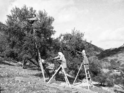 allemaal in de weer bij de olijvenoogst op Kreta