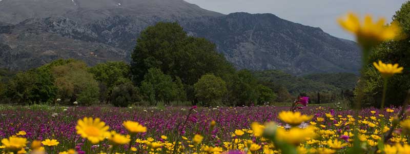 mooie kleuren tijdens de lente overal op Kreta.