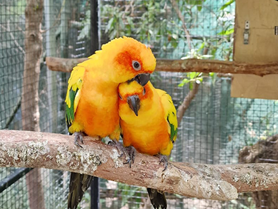 clourful animals in Amazonas parc