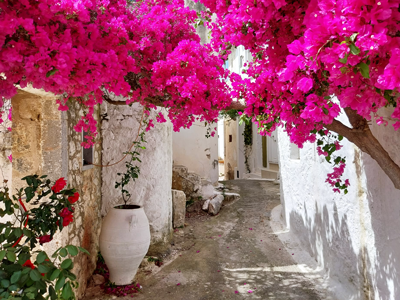 een mooie bougainville in een klein straatje in een Kretenzisch dorp