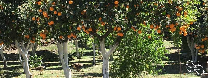 heerlijke citrusvruchten die voor veel desserts worden gebruikt, komen uit de Messara-vlakte