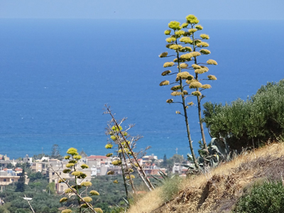 Agave cactussen met de noordkust op de achtergrond