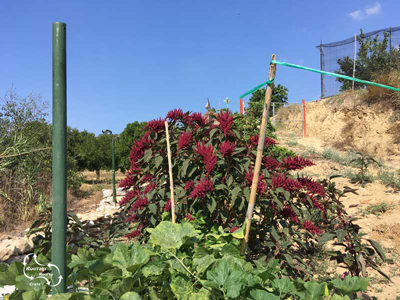 allerlei kleurrijke planten en bomen op Kreta